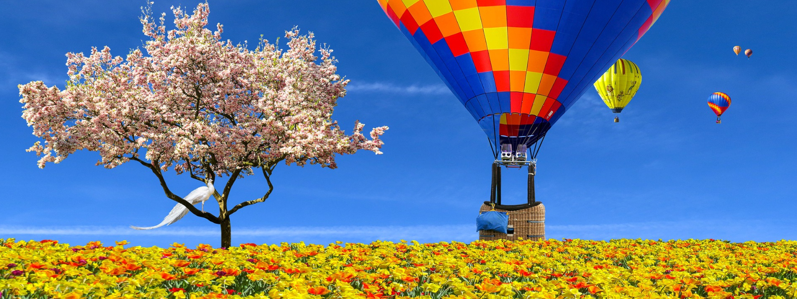 hvw-header-01